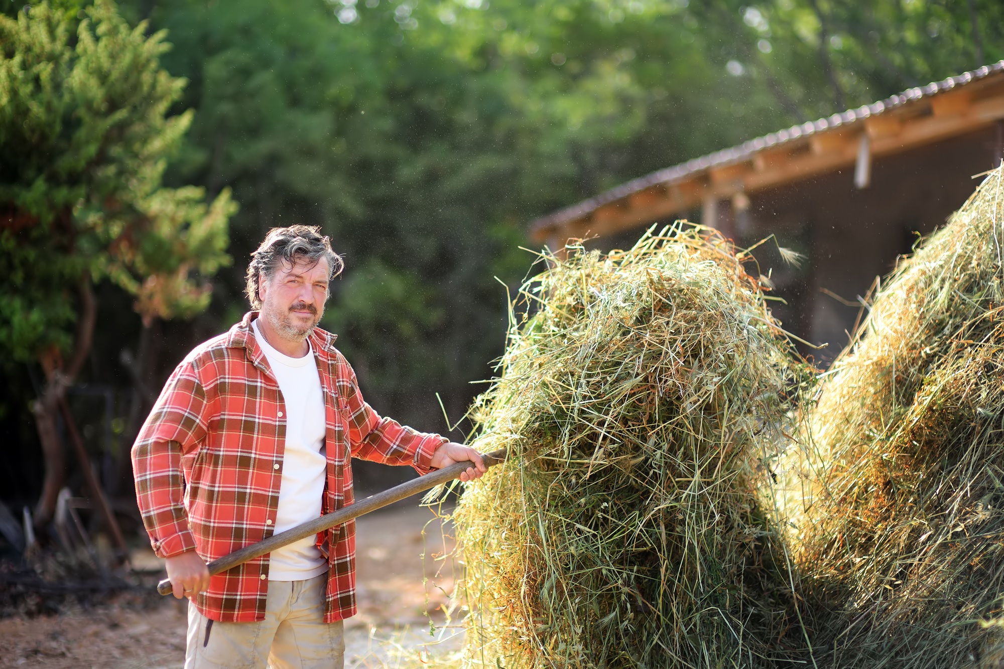 Handsome mature farmer turns the hay with apitchfork on the backyard of farm